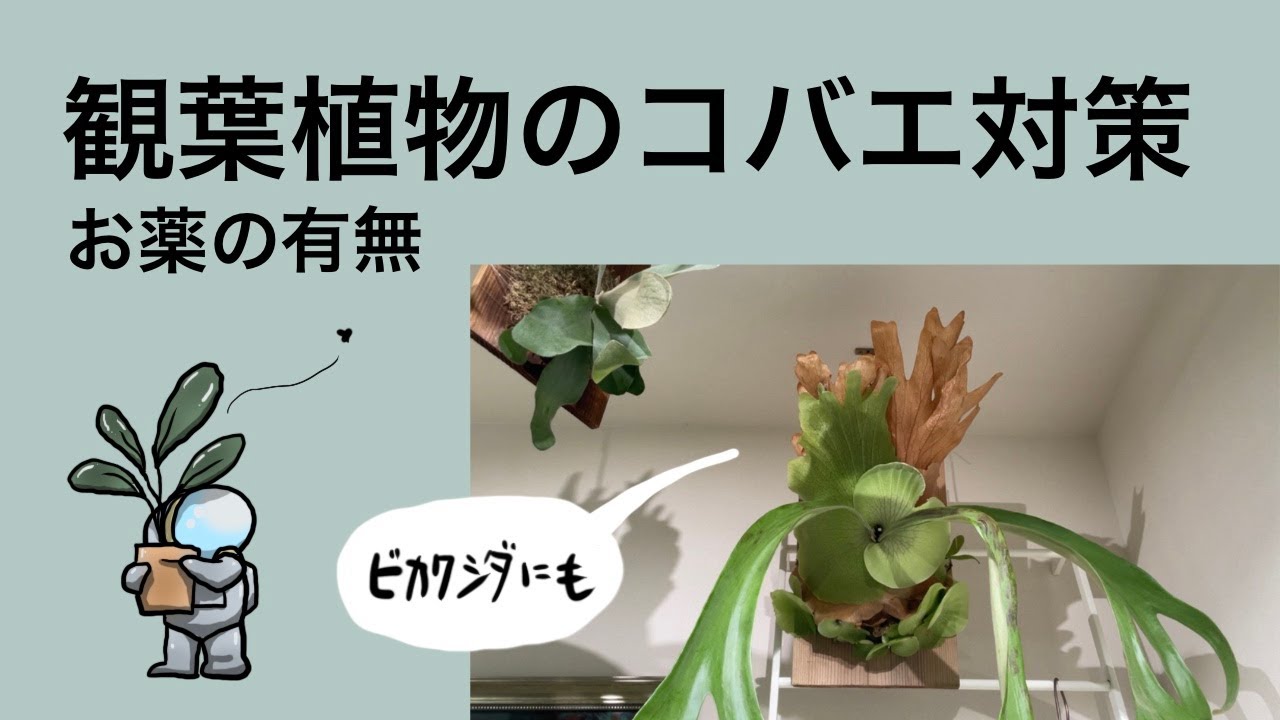 コバエ対策 ビギナーが頑張る 観葉植物のお薬 Youtube