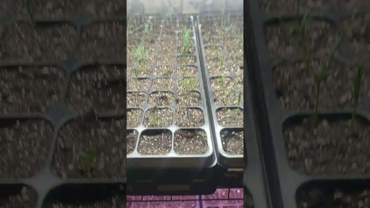 Обзор теплиц от 17 января 2024.