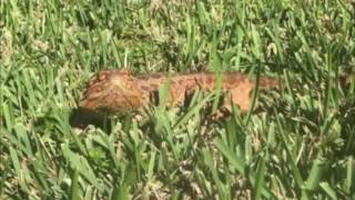 BEARDED DRAGON DOES MANNEQUIN CHALLENGE