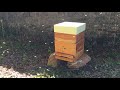 Les abeilles dansent devant la ruche