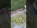 Garlic harvest