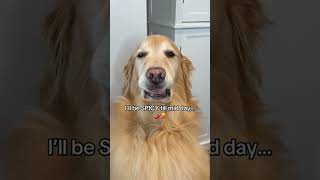 The King has risen… on the wrong side of the throne. Tread carefully 👑 #funnydog #spicy #dogvideos