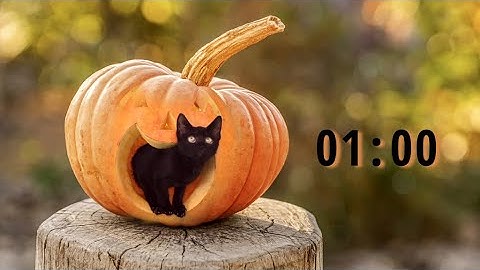 One-Minute Halloween Timer: Cat in a Pumpkin Magic without Music