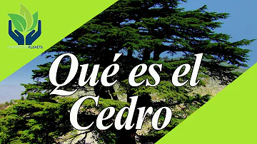 ¿Es mejor el cedro que el pino?