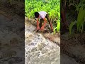 Digging for Growth: How Farmers Redirect Water to Nourish Crops