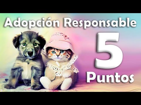 Vídeo: L'adopció D'una Mascota Amb Antecedents D'abús: Allò Que Heu De Saber