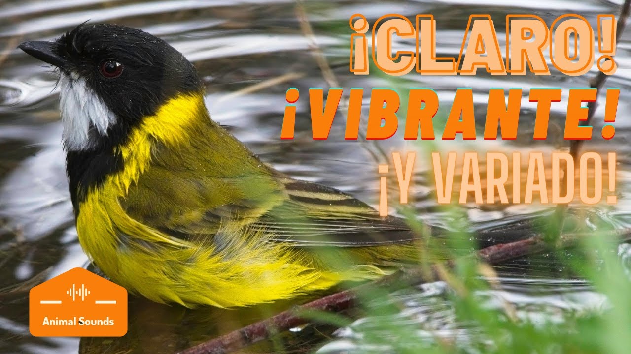 AVE FLAUTISTA VERDE (SONIDO) - Golden Whistler: Silbador Dorado o Pachycephala Pectoralis