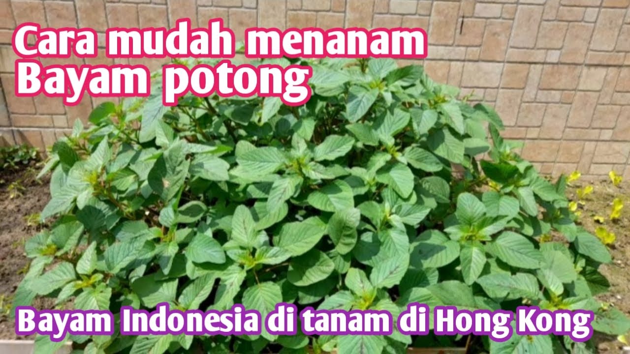 Cara mudah menanam bayam potong