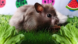 Video collection of hamsters round like donuts  very funny hamsters wow syrian hamsters