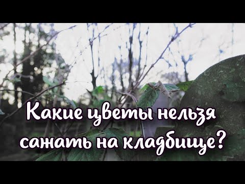 Видео: Участок в саду у могилы: можно ли сажать цветы на кладбище?