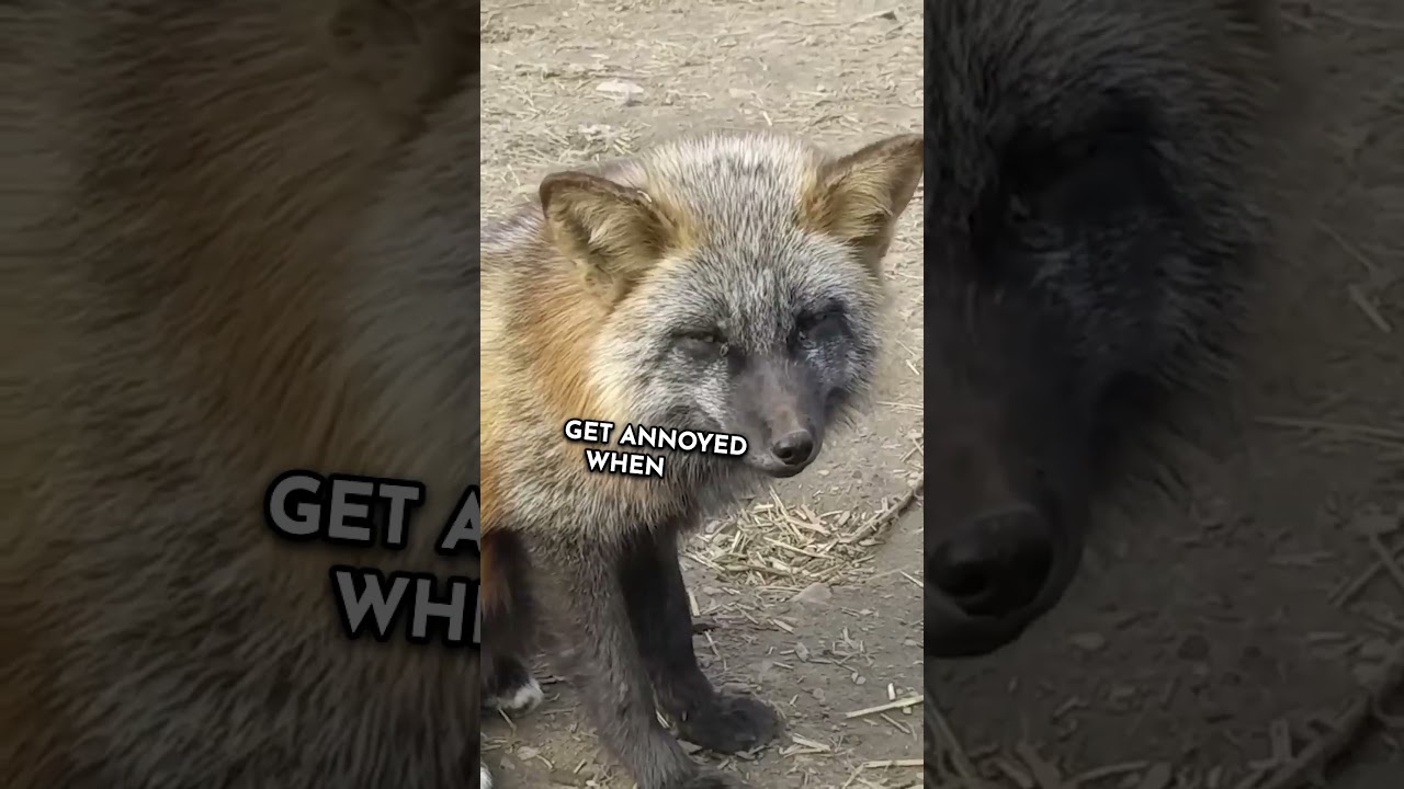 Fox Laughs at Human Jokes