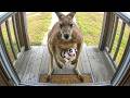 When Your Pet Brings Home a Friend
