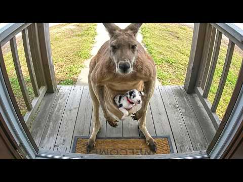 When Your Pet Brings Home a Friend