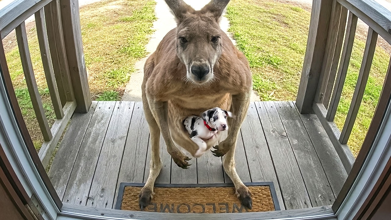 When Your Pet Introduces You to a New Buddy – Video When Your Pet Introduces You to a New Buddy – Video