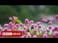 The village that confiscates plastic  bbc news