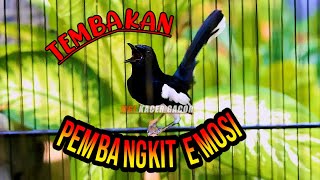 TEMBAKAN PEMBANGKIT EMOSI KACER, PANCINGAN KACER DIAM DAN MALAS BUNYI LANGSUNG NYAUT