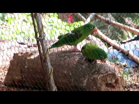 PERICOS VERDES POR QUE NO TOMAN ¡ AGUA !