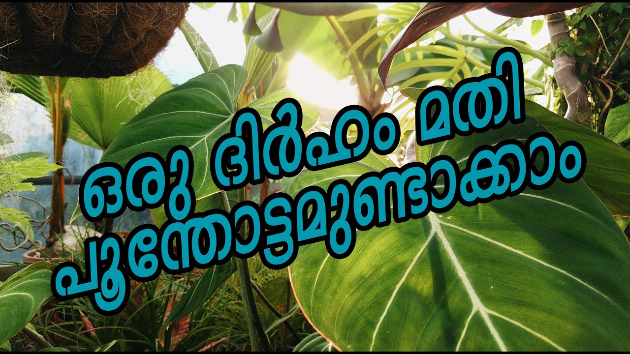 ഒരു ദിർഹം മതി പൂന്തോട്ടമുണ്ടാക്കാം Sharjah plant nursery sharjah 