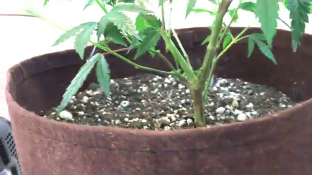 CFL GROW 2016 WEEK 4 VEG LST