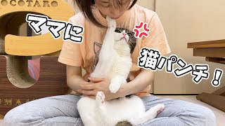 🐈ママに猫パンチしちゃった息子猫…泣
