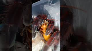 He Messed With A Pregnant Tarantula