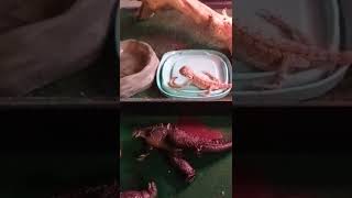 Feeding My Bearded Dragon Lizzy