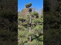 Pinus nigra - WIP Niwaki