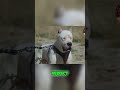 Dogo Argentino: The Ultimate Protector? Unveiling Courage & Loyalty #shorts