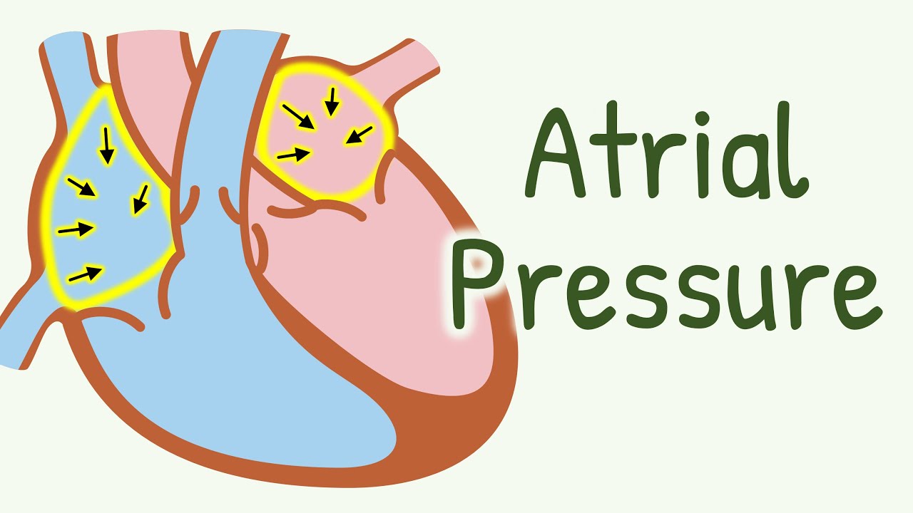 Atrial Pressure Changes During Cardiac Cycle Cardiac Cycle Atrial Pressure Changes During Cardiac Cycle Cardiac Cycle