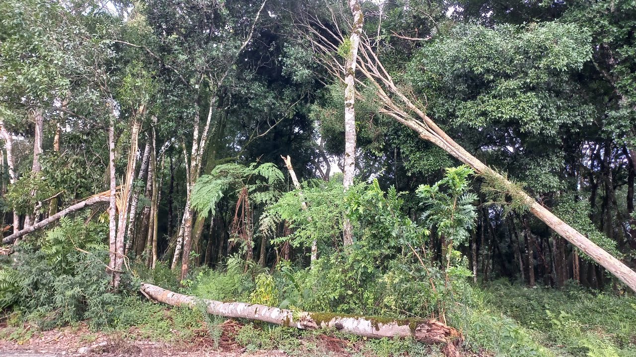 Tempestade,  mais uma vez  atingiu meu paraíso verde 