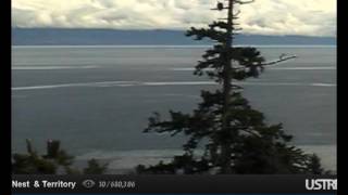 1142 Eagle From Right Inalnd To Left Bare Branch