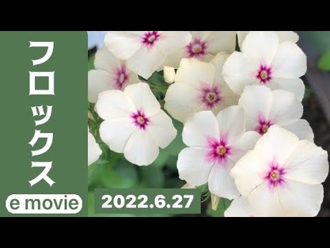 花 フロックス 22 Youtube