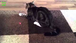 Funny Cats vs Laser Pointers Compilation 2014 NEW HD