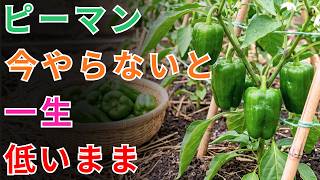 Check Now] Your Bell Peppers Are Staying Short Because You're