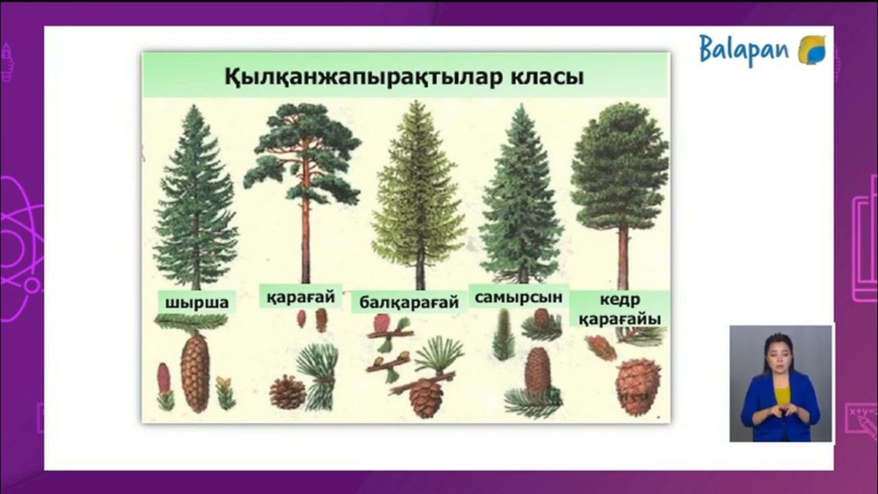 Монах пен діни қызметкер арасындағы жыныстық қатынас Өгей қызға тыңшылық жасауды көру