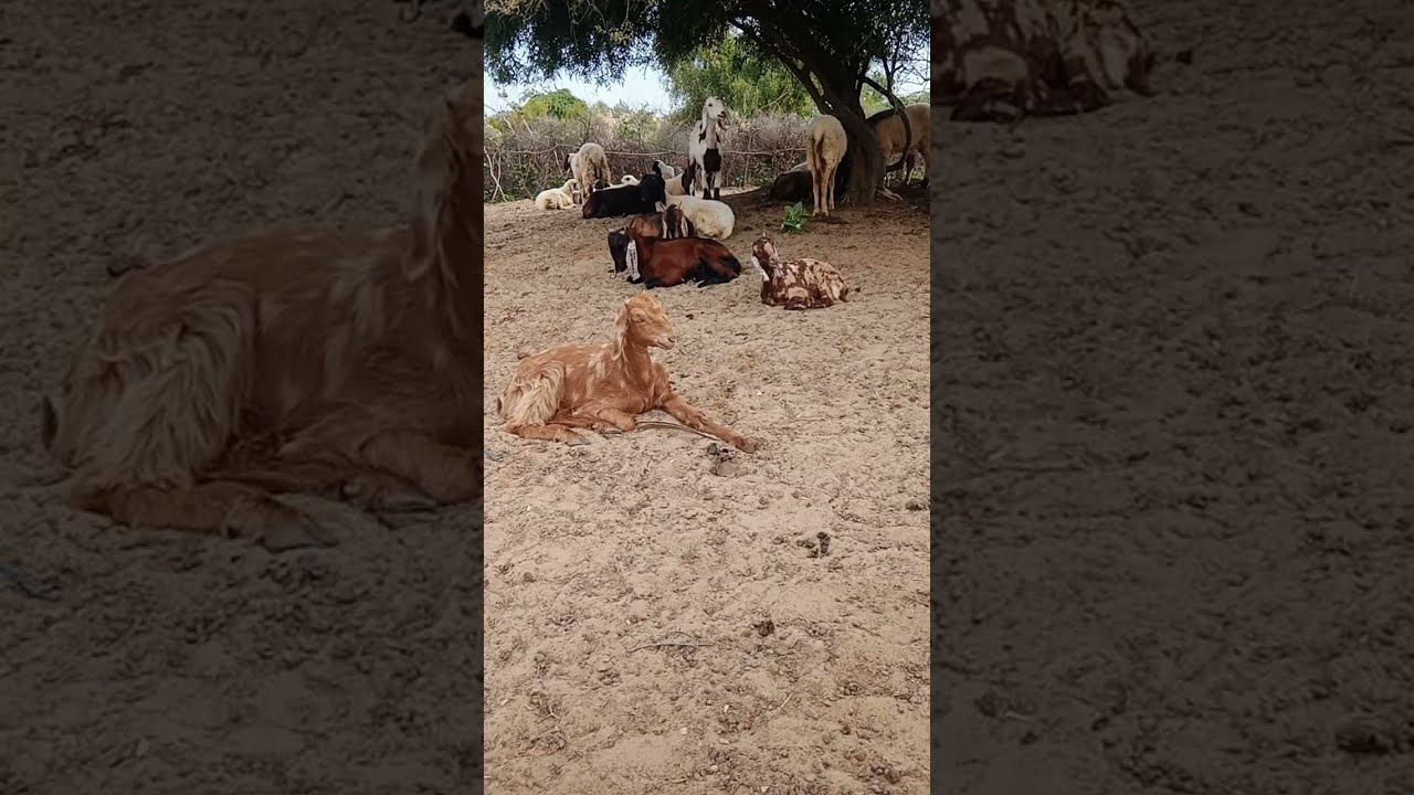 Village goats form group jungle thar sheep live
