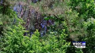 Travels With Charlie And There in the Forest A Battle Raged