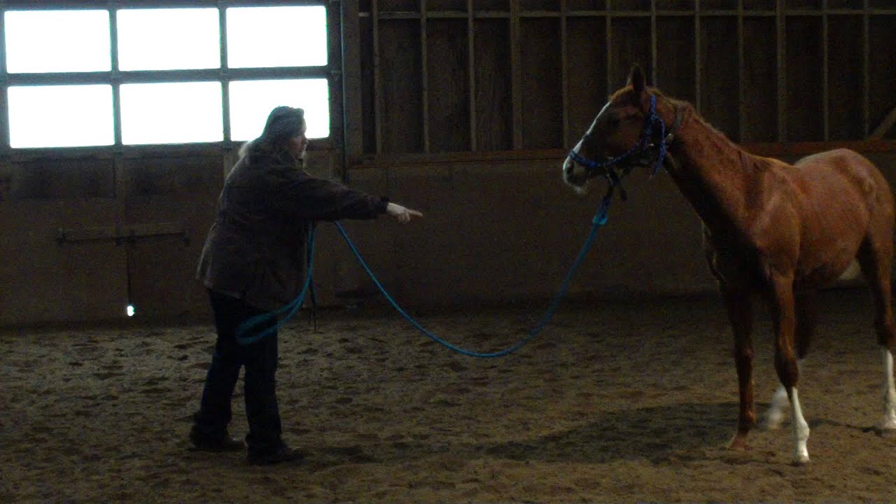 Teaching a baby horse how to lunge. YouTube