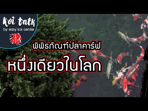 พิพิธภัณฑ์ปลาคาร์ฟ หนึ่งเดียวในโลก - Koi Talk EP.45