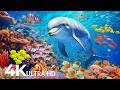 Underwater Wonders 4K - Amazing Fish, Coral Reefs & Sea Animals - Fish Tank Sound For Deep Sleep #34