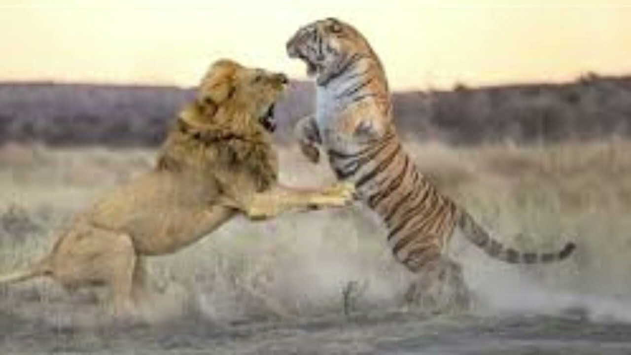 lion vs tiger real fight and the real emperor