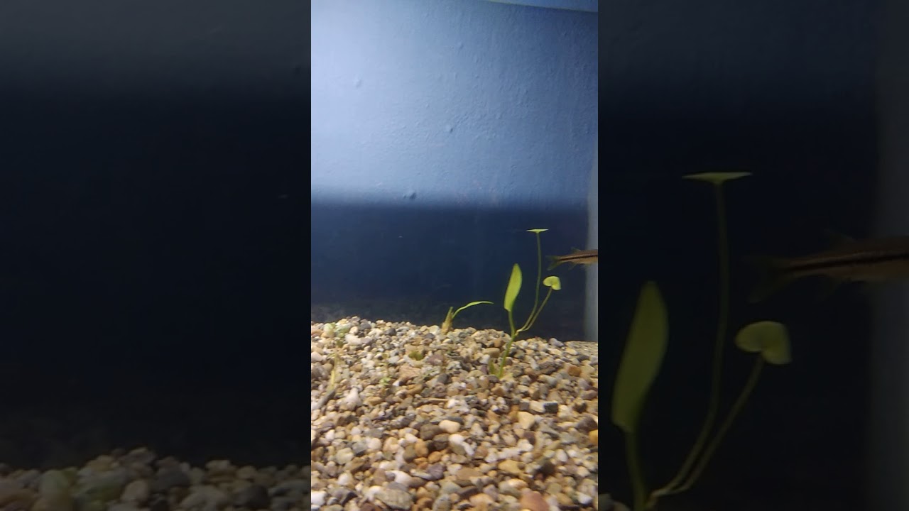 Temperate/coldwater planted aquarium- Native fish of India- the Indian flying barb (Esomus danricus)