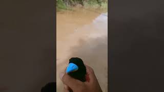 HASIH JARING DAPAT BURUNG CANTIK BURUNG SEMPUR HUJAN