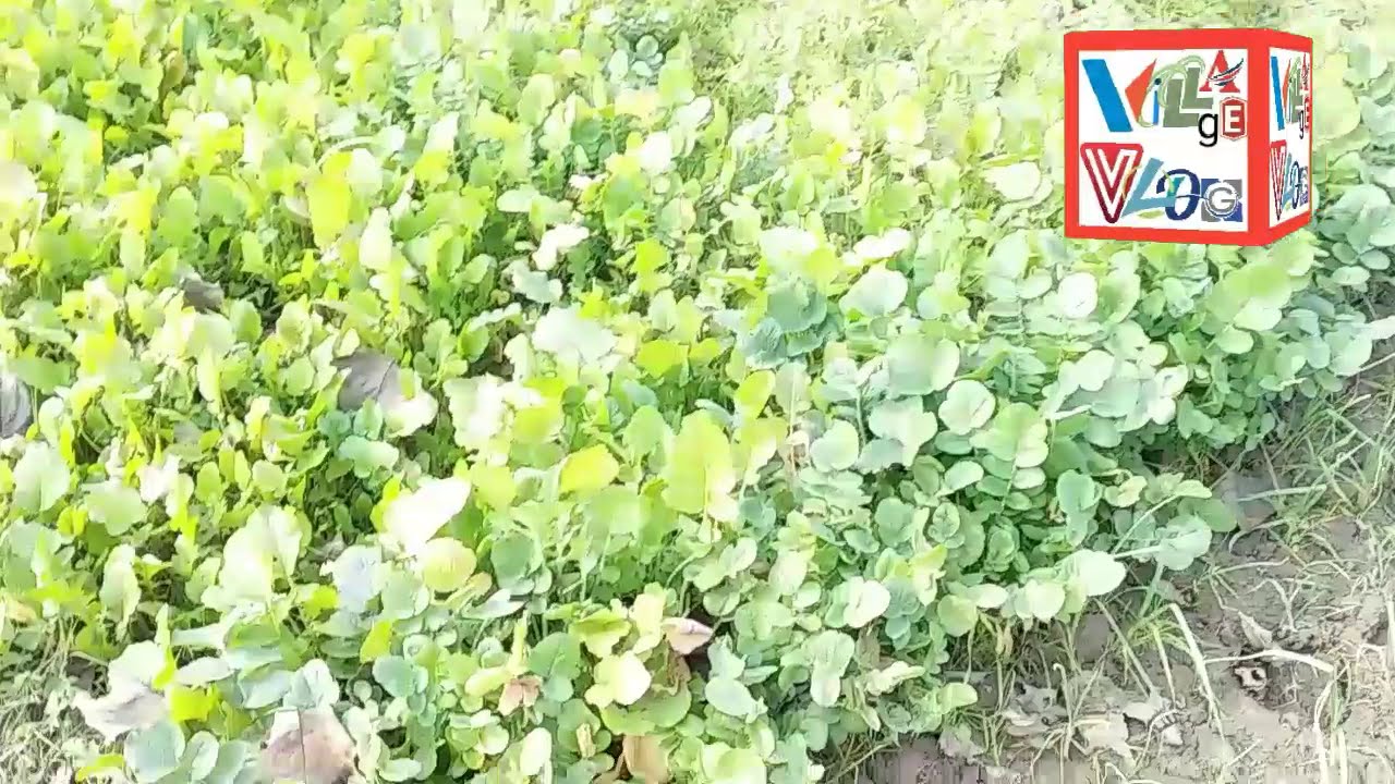 Village Min Majod Taza (vegetables)Sabzin By Village Vlog.