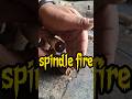 bow drill the traditional art of starting a fire #primitivefire #traditionalfire #survivalfire