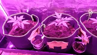 Update day 23 white widow Auto seedsman seeds