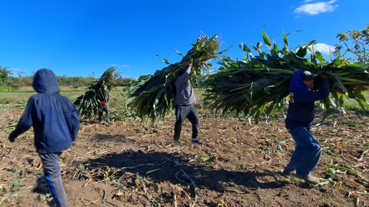 Increíble. Decidí ayudar a recoger el forraje 😱