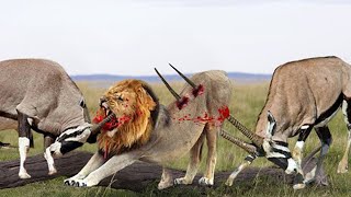 OMG ! Male Lions Pay High Price When Attacking Oryx - Lion vs Oryx