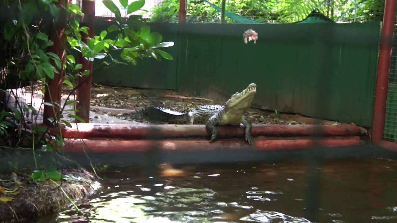 Funny croc fail at crocodile sanctuary in Australia - YouTube