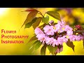 Flower photography tips and samples